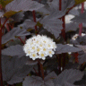 Photo de physocarpe diabolo - Physocarpus opulifolius 'Diabolo'
