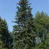 �pinette bleue - Picea pungens