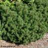 Photo de Pin de montagne - Pinus mugo