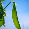 Photo de pois mange-tout - Pisum sativum macrocarpum