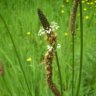 Photo de plantain lanc�ol� - Plantago lanceolata