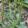 Photo de fleurs de plantain majeur - Plantago major