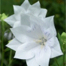 Photo de fleurs de platycodon � fleurs doubles