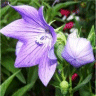Photo des fleurs de platycodon � grandes feuilles