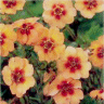 Photo des fleurs de potentille