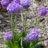 Photo de fleurs de primev�re denticul�e - Primula denticulata