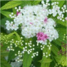 Photo de fleurs de spirée japonaise - Spiraea japonica