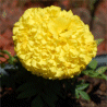 Photo de rose d'Inde - Tagetes erecta