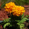 Photo de petite tag�te - Tagetes patula