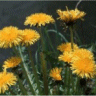 Photo de Pissenlit - Taraxacum officinale