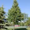 Tilleul � petites feuilles - Tilia cordata