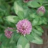 Photo de fleurs de tr�fle rouge - Trifolium pratense