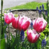 Photo de tulipes wirosa