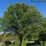 Orme rouge - Ulmus rubra