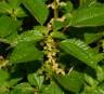 Photo d'ortie - Urtica procera