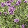 Photo des fleurs de verveine - Verbena bonariensis