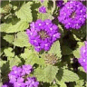 Image de fleurs de verveine