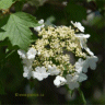 Viorne trilob� - Viburnum trilobum