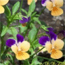 Photo de fleurs de violettes sauvages - Pens�es sauvages
