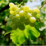 Photo de vigne � raisin - Vitis vinifera