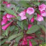 Photo d'un arbuste � fleurs weigela hybride
