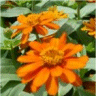 Photo de fleurs de zinnia angustifolia profusion