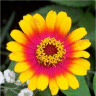 Photo de la fleur d'un zinnia hybride