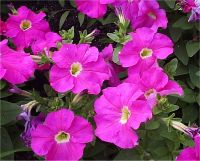 Petunia resisto - Photo de fleur de p�tunia