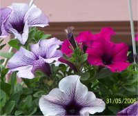 Petunia surfinia - Photo de fleurs de P�tunia