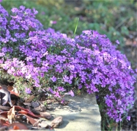 Photo de phlox de Douglas - Phlox douglasii