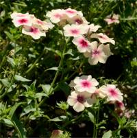 Photo de phlox annuel - Phlox drummondii