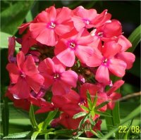 Phlox Maculata Corail - Photo de Phlox macul� Corail