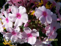 Phlox Maculata - Photo de fleurs de Phlox