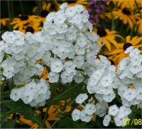 Phlox Paniculata Jacqueline Maille Blanc