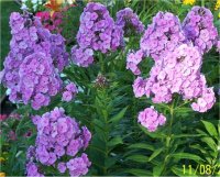 Phlox Paniculata Lilac Time