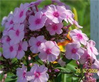 Phlox Paniculata Omega Otley Choi