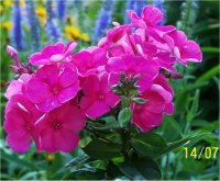 Phlox Paniculata Tenor Rouge