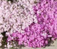 Photo de Phlox mousse - Phlox subulata