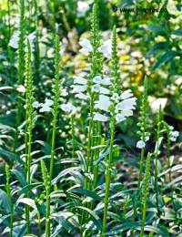 Photo de Physost�gie de Virginie - Physostegia virginiana