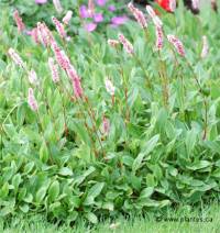 Photo de renou�e rampante - Polygonum affine