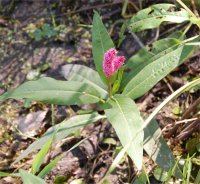 Photo de renou�e amphibie - Polygonum amphibium