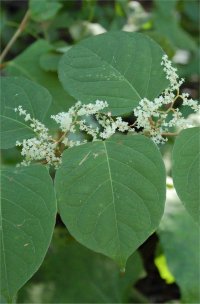 Photo de renou�e Japonaise - Polygonum cuspidatum