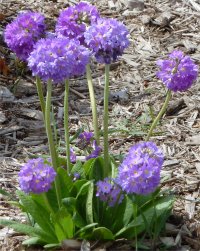 Photo de fleurs de primev�re denticul�e - Primula denticulata