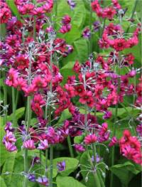 Photo de primev�re du Japon - Primula japonica