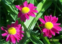 Pyrethrum coccineum - Photo de Pyr�thre