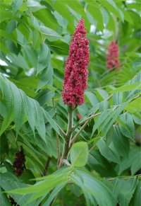 Photo de vinaigrier lacini� - Rhus typhina