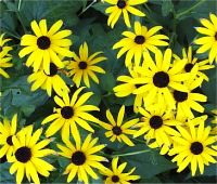 Rudbeckia fulgida - Photo de Rudbeckie