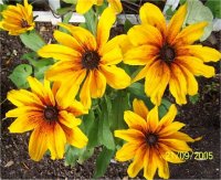 Rudbeckia indian summer - Photo de fleur Rudbeckie