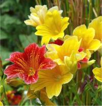 Fleurs de Salpiglossis � fleurs changeantes - Salpiglossis sinuata