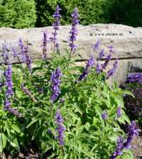 Photo de Sauge farineuse - Salvia farinacea